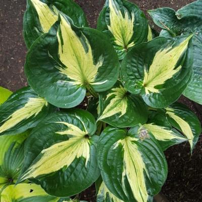 Hosta 'Midnight at het Oasis'